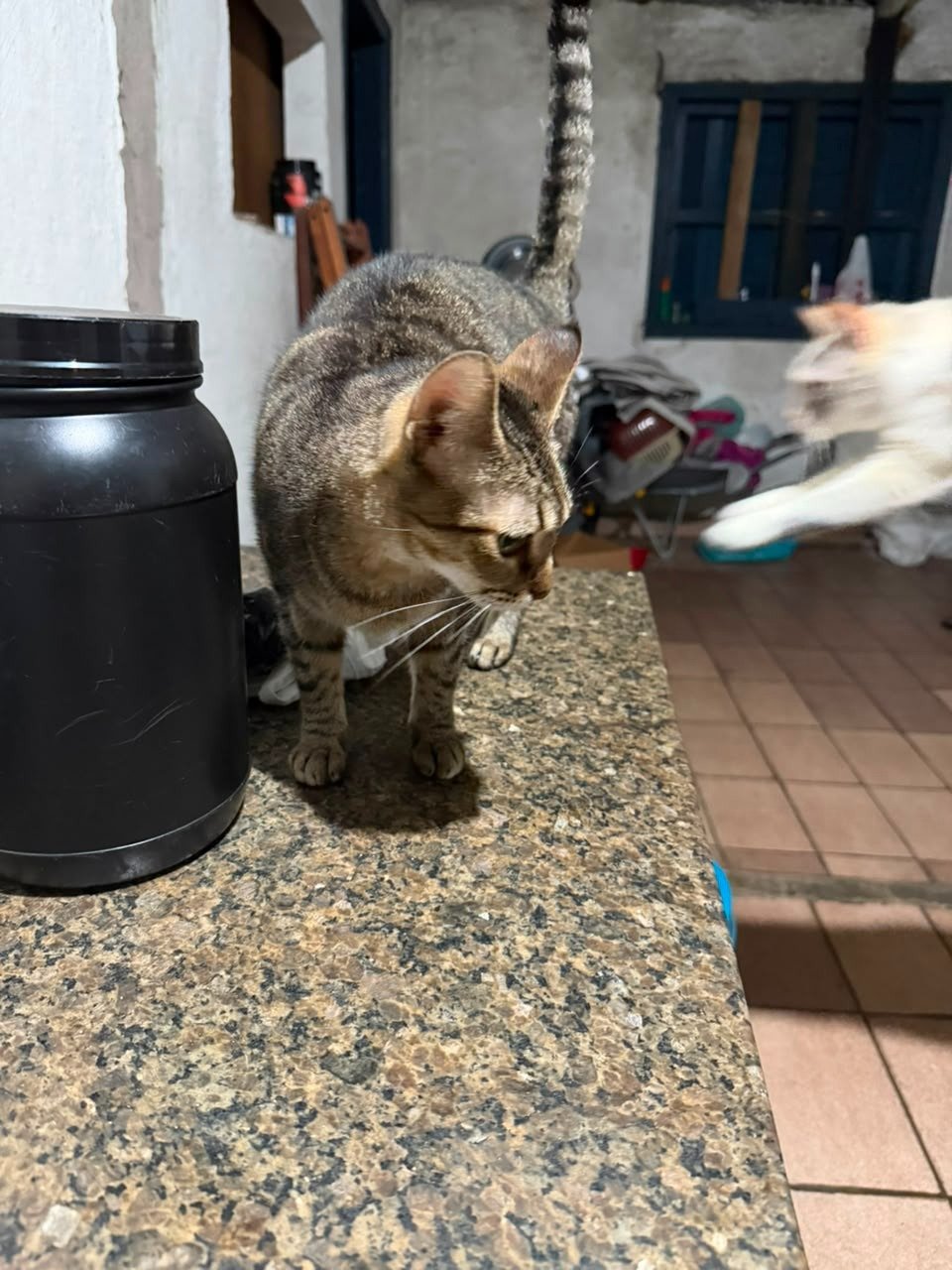Frajola, gato para adoção